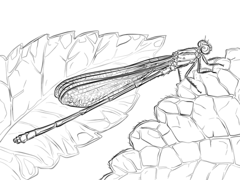 Australian Damselfly Coloring Page